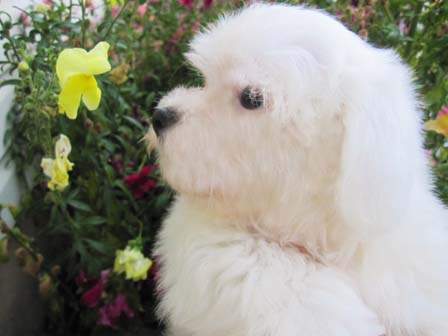 havanese-puppy-utah